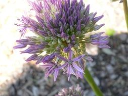 garden plant like a blooming ball