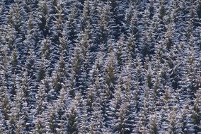 forested tree tops, background