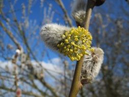 goat willow close-up