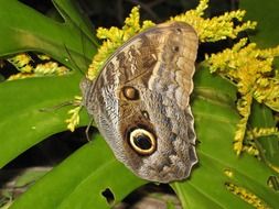 Butterfly among green leaves and yellow flowers