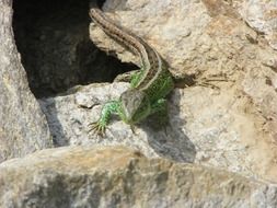lizard on the chunks of granite