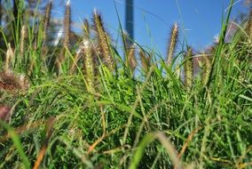 green grass in summer park macro on a blurred background