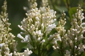 Beautiful, blooming white flowers in light in nature in the park