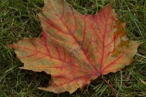 red maple leaf on the green grass