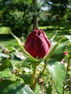 Photo of the dark red rose