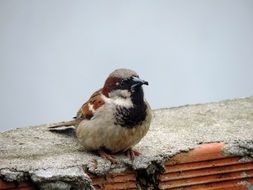 closeup photo of sparrow sitting on the roof