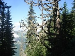 spruce trees in mountain forest