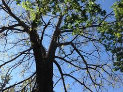 tree with green leaves on the branches