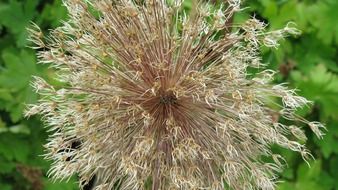 closeup picture of blossom of a garden plant