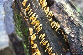 mushrooms on the wet trunk