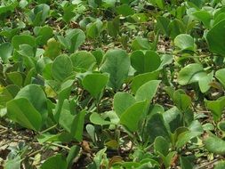 Beach Morning Glory, Goats Foot Creeper, india, karnataka