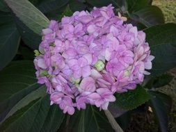 Beautiful, blooming white and purple flowers and green leaves
