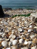 colorful sea shell in turkey closeup