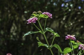 plant with purple flowers outdoor