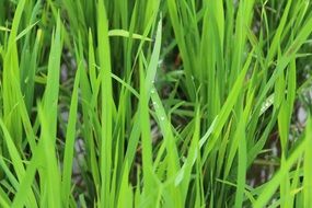 unusually beautiful grass