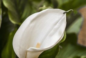 white flower on a green plant