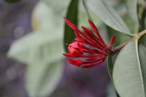 extraordinary beautiful red flowers