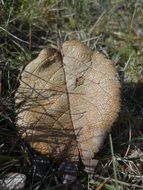 dry leaf on the grass