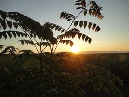 Plant against the sunset