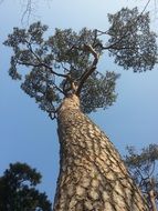 bottom view of pine wood plants