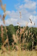 dry grass in the meadow on a blurred background