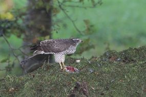 beautiful bird of prey on a blurred background