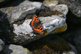 red butterfly with open wings on rock