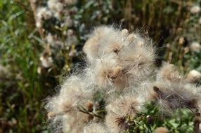 White furry seeds plants flowers