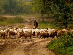 herdsman with flock of sheep