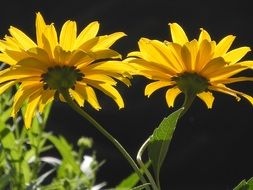 yellow flowers on a dark background