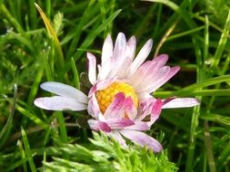 Picture of daisy flower in a grass