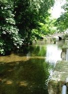 scenery of green trees reflexes in river