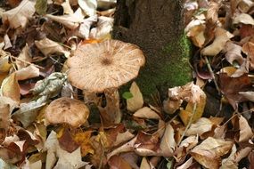 mushrooms in a wooded area