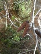 cones on a branch of a coniferous tree
