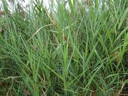 lush grass by the lake