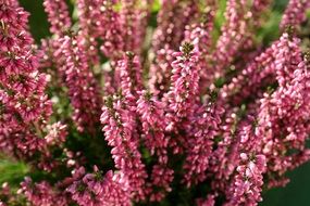 pink flowering heather