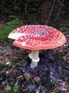 dangerous fly agaric mushroom