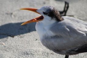 Exotic bird in the wildlife