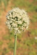 blooming onions in the garden