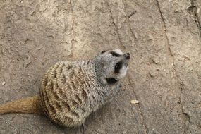 meercat looking up