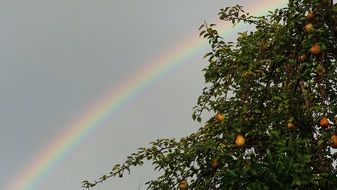 rainbow sky and pear tree scenery