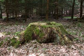 stump in the green moss among dry foliage