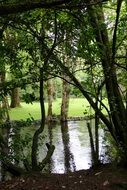 mirror reflection of trees in a pond in a park