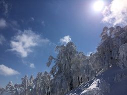 trees in the snow on a hill
