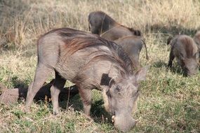 warthogs in the meadow