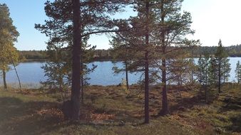 trees by the lake in herjedalen