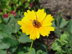 yellow plant blossom