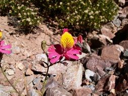 tiger flower on the mountain