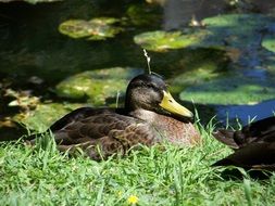 portrait of amazing duck on grass coast