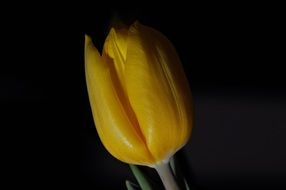 tulip bud